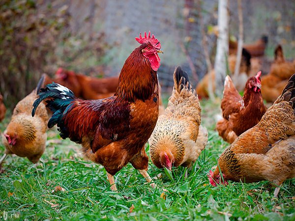 Породы куриц | ЗооТом - продажа, вязка и услуги для животных в Семенове