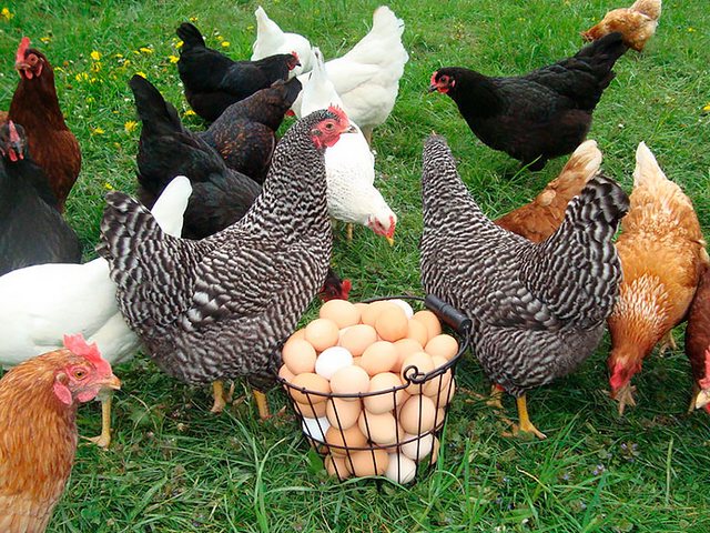 Содержание кур и уход за ними | ЗооТом - продажа, вязка и услуги для животных в Семенове