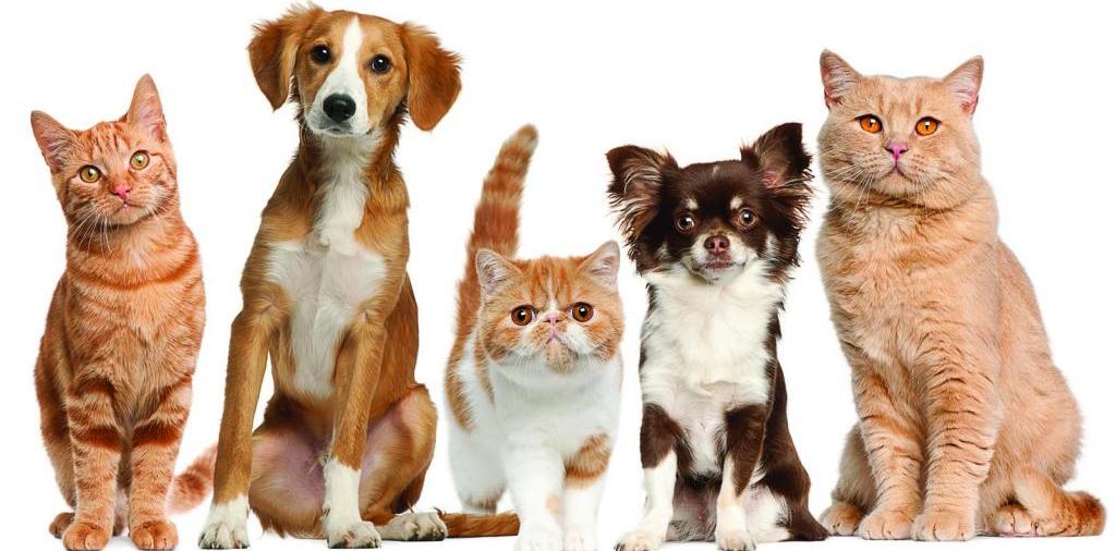 Доска объявлений о животных | ЗооТом - продажа, вязка и услуги для животных в Семенове