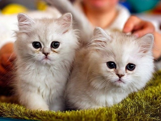 Породы кошек в Семенове | ЗооТом портал о животных