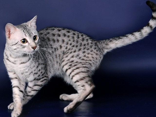 Породы кошек в Семенове | ЗооТом портал о животных