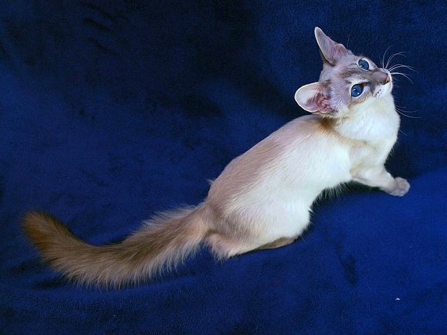 Выведенные породы кошек в Семенове | ЗооТом портал о животных