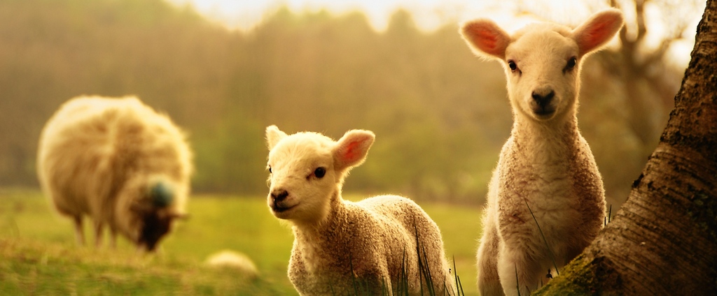 Объявления о сельскохозяйственных животных | ЗооТом - продажа, вязка и услуги для животных в Семенове