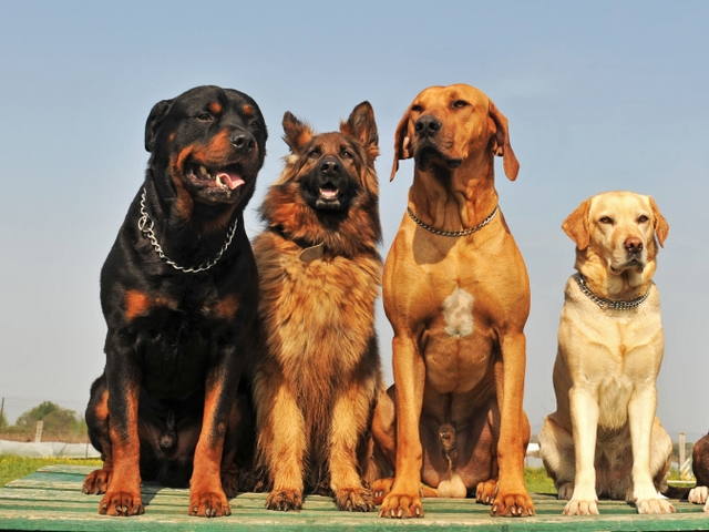 Крупные породы собак в Семенове | ЗооТом портал о животных