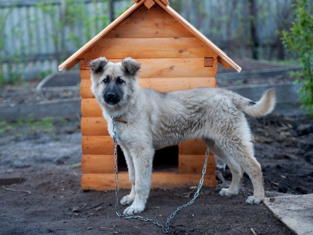 Все о собаках в Семенове Все о собаках в Семенове